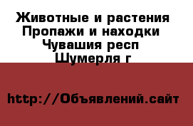 Животные и растения Пропажи и находки. Чувашия респ.,Шумерля г.